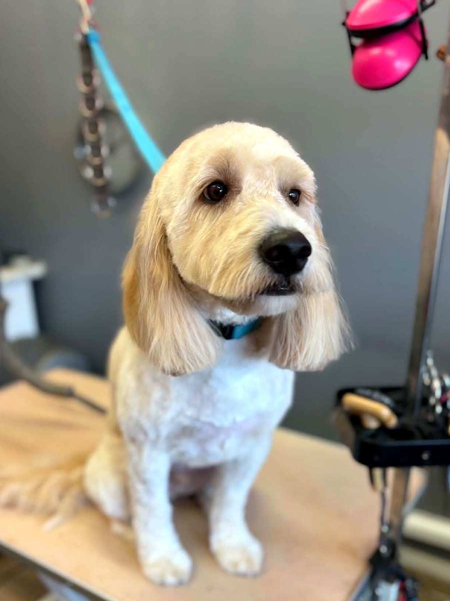A golden curly-coated dog with a teddy bear trim sitting on the grooming table