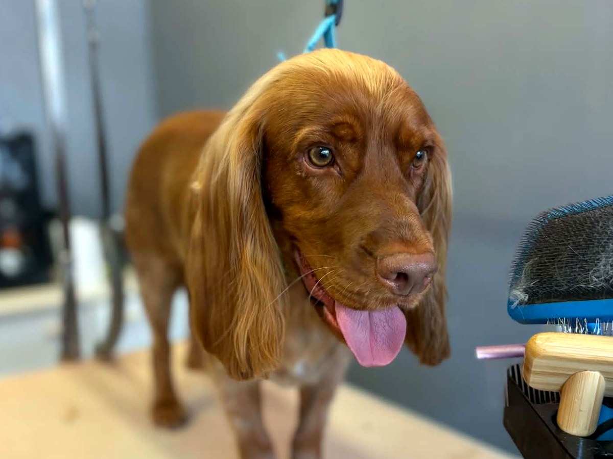 A red spaniel with long silky ears standing on the grooming table