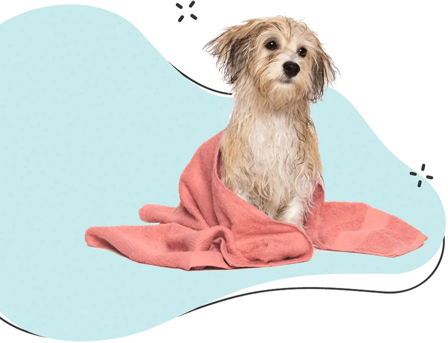 Fluffy dog sitting on a pink towel after a bath